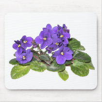 African violet