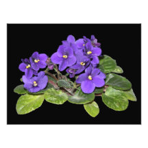 African violet art photo