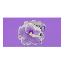 African Violet Purple