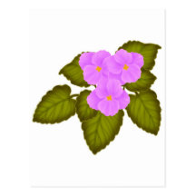 African Violets Pink Post Card