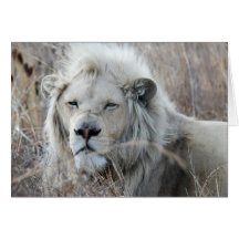 African white lion resting card
