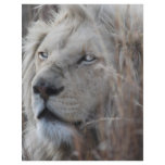 African white lion resting custom letterhead