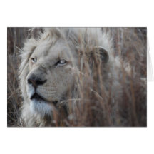 African white lion resting greeting cards