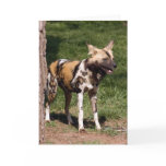 african-wild-dog-001 card