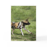 african-wild-dog-004 greeting card