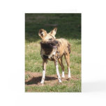 african-wild-dog-005 cards