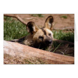 African Wild Dog 012 Card