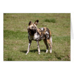 African Wild Dog 015 Card