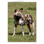 african-wild-dog-015 cards