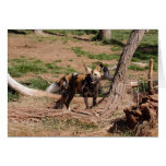 African Wild Dog 020 Card