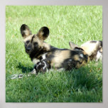 african wild dog_10x10 print