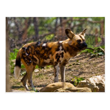 African Wild Dog  1932 Postcard
