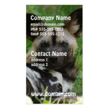 African Wild Dog Photo Business Cards
