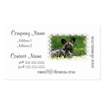 African Wild Dog Photo Business Cards