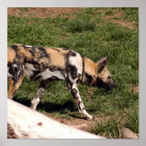 African Wild Dog Poster