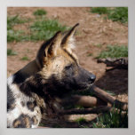 African Wild Dog Posters