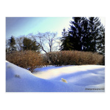 After an Ice Storm Post Cards