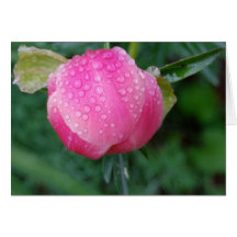 After the rain greeting cards