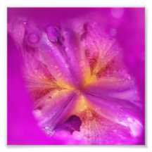 After the Rain print - Abstract Flower series 2 Photographic Print