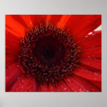 After the Rain Print