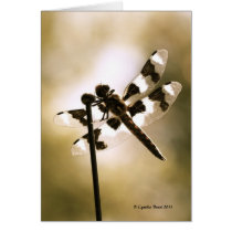 Afternoon Delight cards