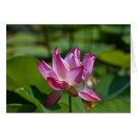 Afternoon Lilly Greeting Cards