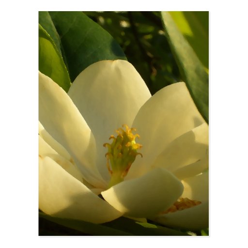 Afternoon Magnolia CricketDiane Art & Photograp Post Card