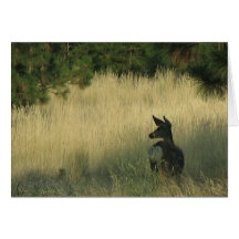 Afternoon Mulie, Greeting Card by Mark Easton