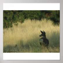 Afternoon Mulie, Poster