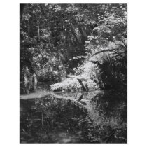 Afternoon Sunlight on the Elk River at Headwaters Personalized Flyer