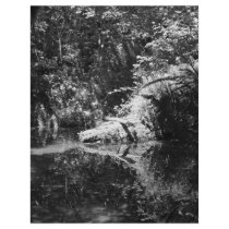 Afternoon Sunlight on the Elk River at Headwaters Letterhead Design