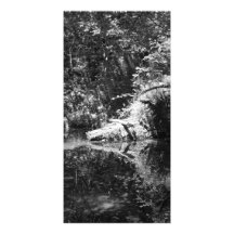 Afternoon Sunlight on the Elk River at Headwaters Picture Card