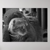 Agadore Spartacus: Tabby Cat