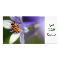 agapanthus africanus, GetWellSoon!