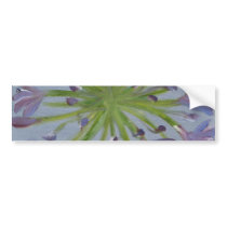 "Agapanthus" Bumper Stickers