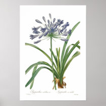 Agapanthus umbellatus print