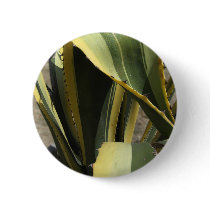 Agave Americana - Maguey Buttons