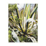 Agave Cactuses Post Cards