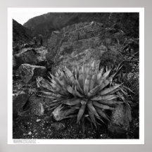 Agave dans le centre de recherches profond de dése posters