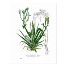 Agave species post card
