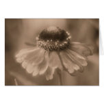 Aged Sepia Daisy Flower Photo Blank Note Card