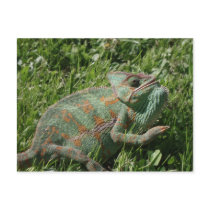 Aggressive Chameleon Postcard