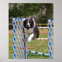 Agilité border collie posters