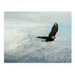 Aigle chauve et montagnes cartes postales