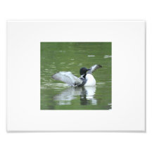 Ailes communes de battement de dingue photographies