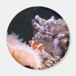 Aimant de Clownfish