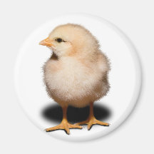 Aimant de poussin