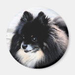 Aimant noir et bronzage de Pomeranian