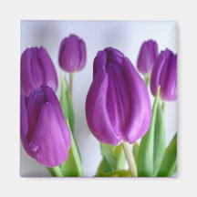 Aimant pourpre de ressort de tulipe
