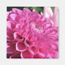Aimant rose de dahlia